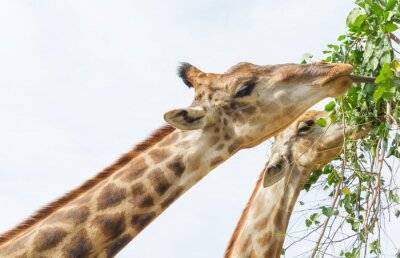 Girafe, manger, feuilles