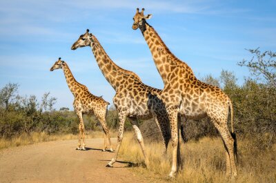 Girafe - Parc Kruger - Sudafrica