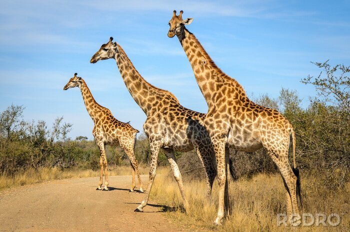 Poster  Girafe - Parc Kruger - Sudafrica