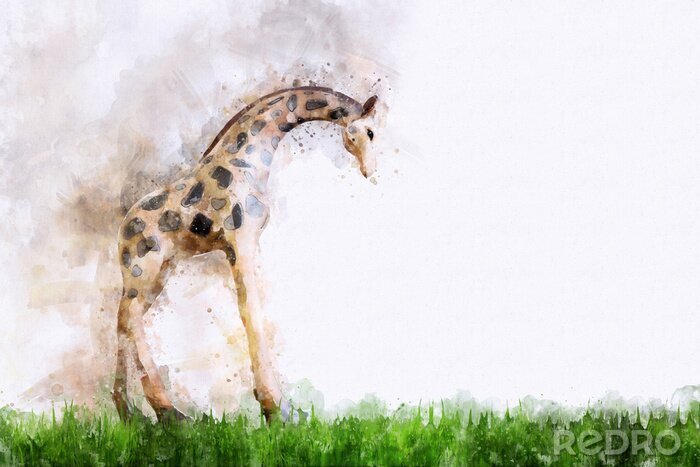 Poster  Girafe peinte à l'aquarelle
