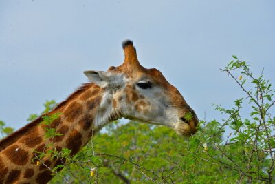 Girafe repas d'acacia