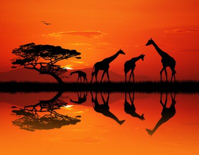 Poster  Girafe, silhouette, africaine, paysage
