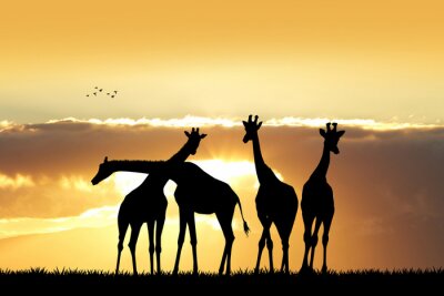 Poster  Girafe, silhouette, Coucher soleil