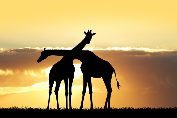 Poster  Girafe, silhouette, Coucher soleil