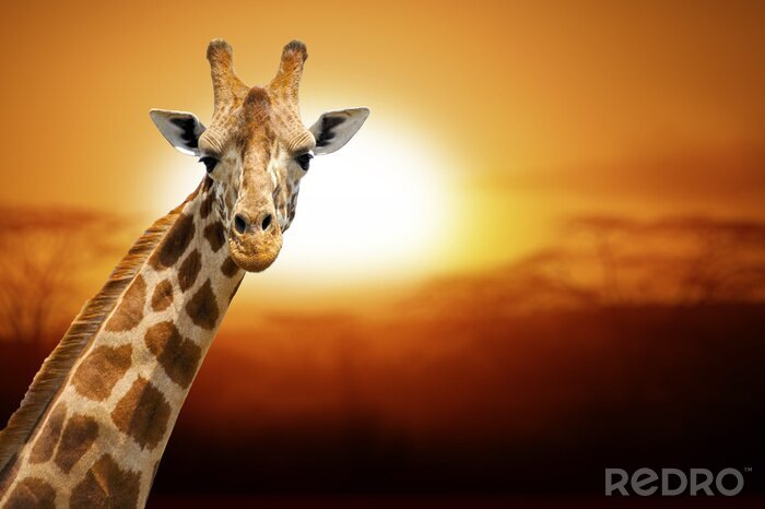 Poster  Girafe sur fond de coucher de soleil