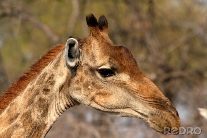 Poster  Girafes dans la savane de la Namibie