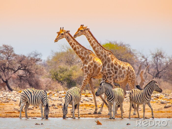 Poster  Girafes et zèbres à l'eau