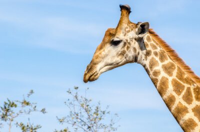 Giraffa, safari, Parc Kruger - Sudafrica