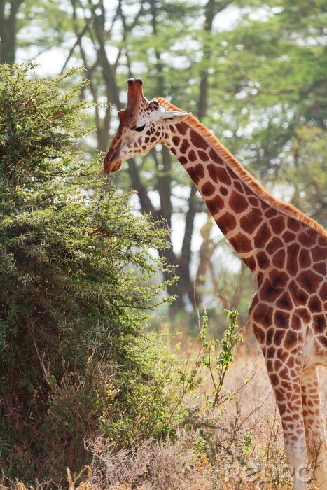 Poster  Giraffe à Amboseli, Kenya