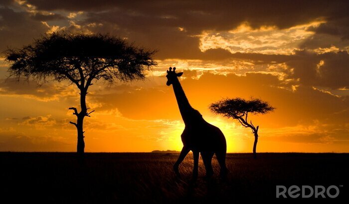 Poster  Giraffe at sunset in the savannah. Kenya.