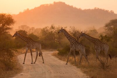 Giraffes At Sunrise