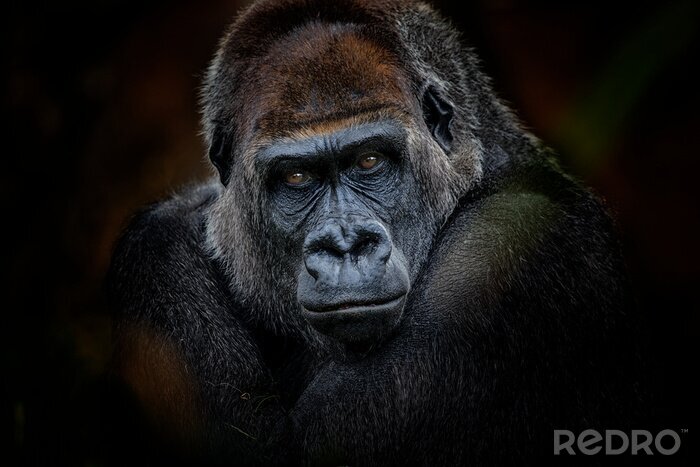 Poster  Gorille sur fond noir