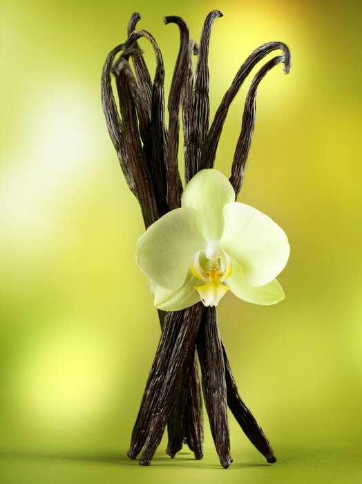 Poster  Gousses de vanille avec fleur