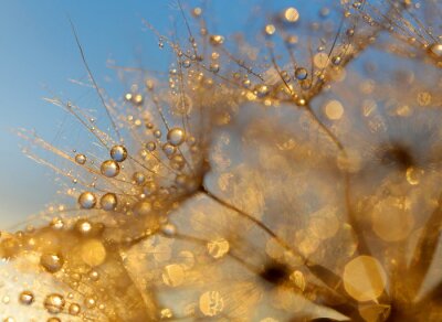 Gouttes d'eau sur un pissenlit