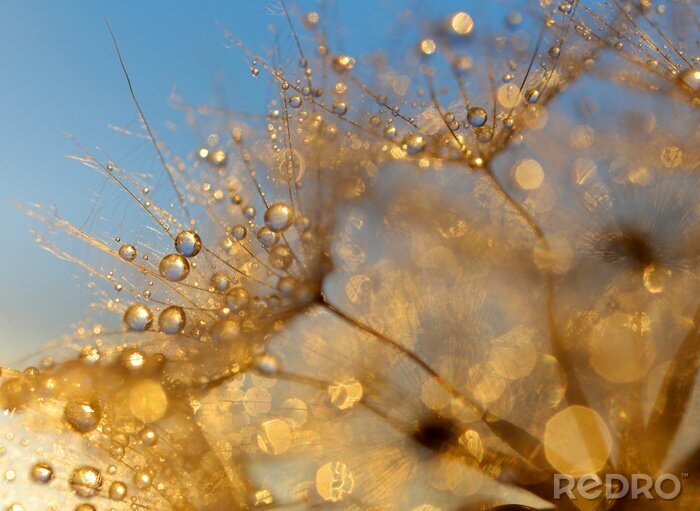 Poster  Gouttes d'eau sur un pissenlit