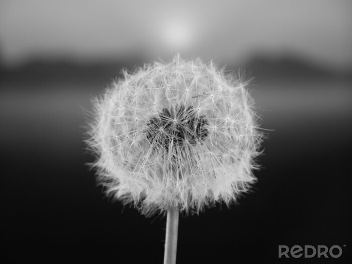 Poster  graine de pissenlit