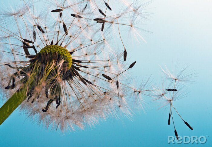 Poster  Graines dans le ciel