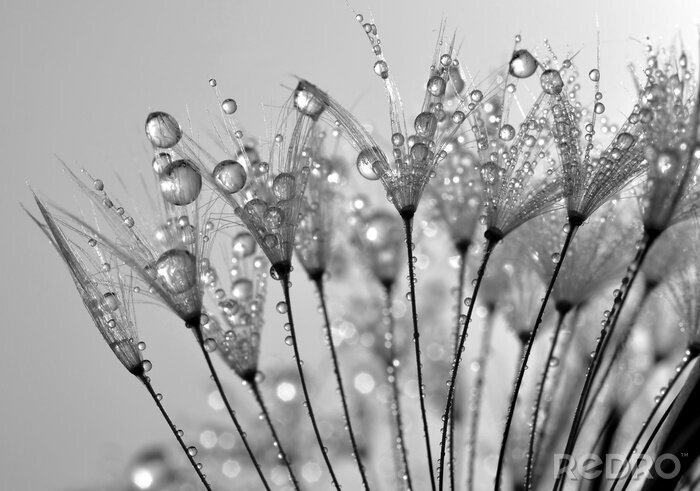 Poster  Graines dans les gouttes d'eau