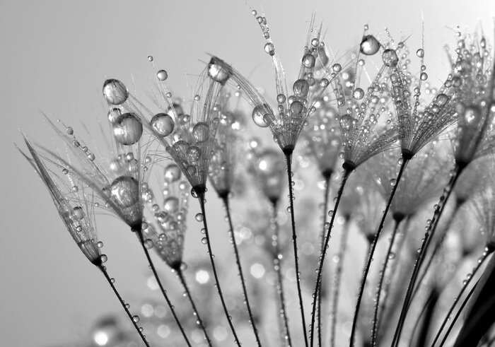 Poster  Graines dans les gouttes d'eau