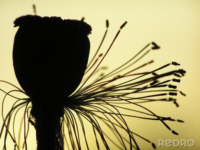 Poster  graines de pavot au coucher du soleil