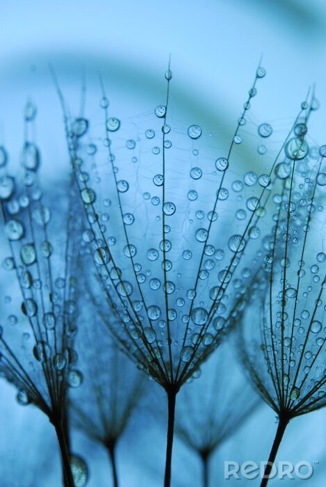 Poster  graines de pissenlit