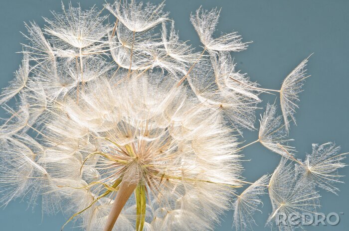 Poster  Graines de pissenlit en détails