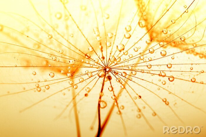 Poster  Graines de pissenlit en sépia