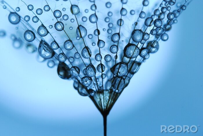 Poster  Graines de pissenlit gouttes de rosée