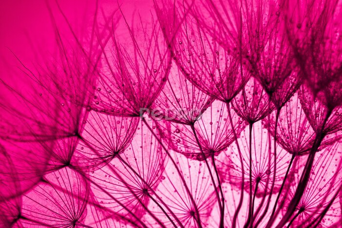 Poster  Graines de pissenlit rose avec des gouttes de rosée