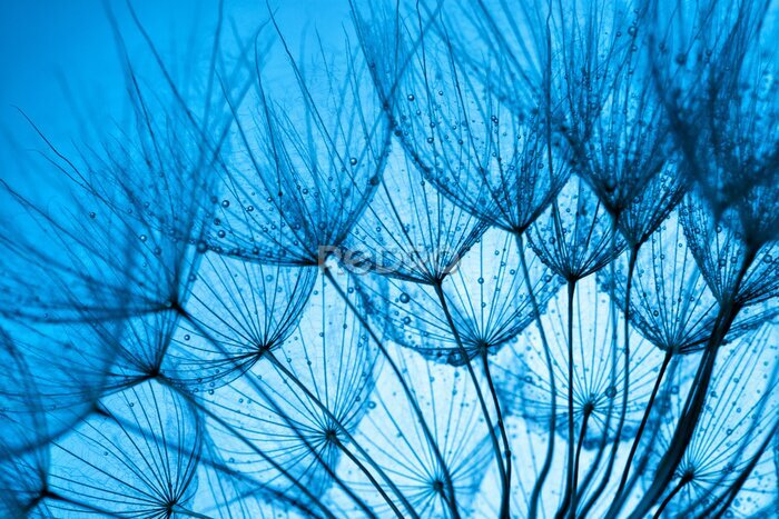Poster  Graines de pissenlit sur fond bleu