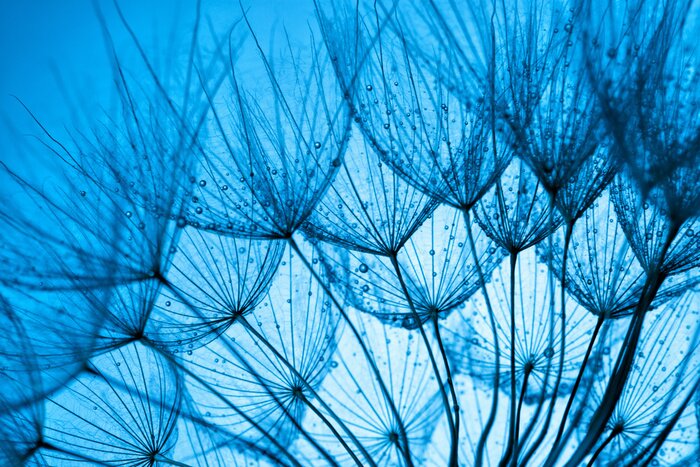 Poster  Graines de pissenlit sur fond bleu