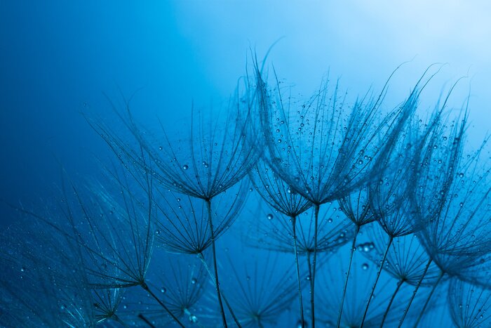 Poster  Graines de pissenlit sur fond bleu