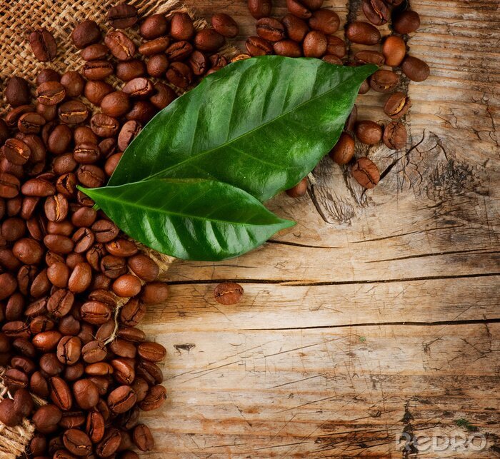 Poster  Grains et feuilles de café