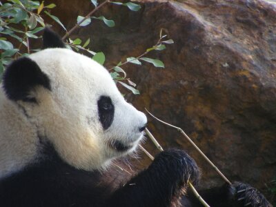 Poster  Grand panda sur fond de rochers
