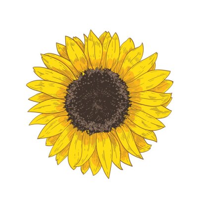 Poster  Grande fleur de tournesol d'été