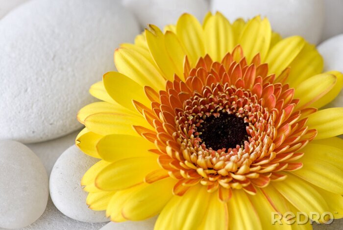 Poster  Grande fleur jaune sur des pierres