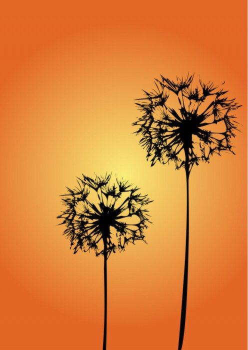 Poster  Grandes fleurs de pissenlit sur fond orange