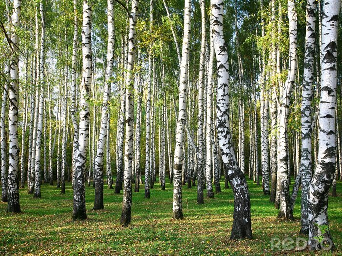 Poster  Grands bouleaux dans la forêt