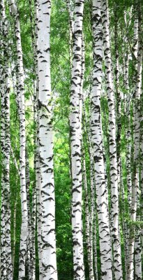 Grands bouleaux élancés