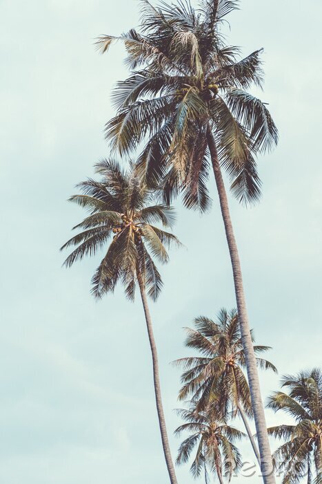 Poster  Grands palmiers tropicaux