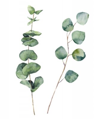 Poster  Graphique botanique avec des feuilles vertes d'eucalyptus