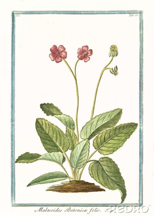 Poster  Graphique botanique d'épicéa à feuilles de mauve encadré