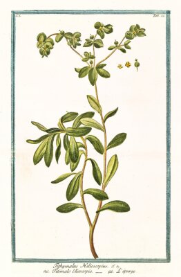 Graphique botanique d'Euphorbia sur fond clair
