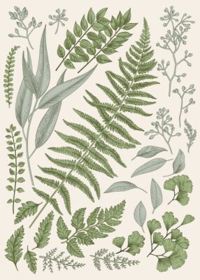 Poster  Graphique botanique de feuilles d'arbres forestiers