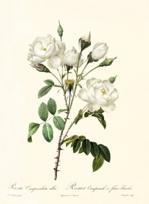 Poster  Graphique botanique de la rose blanche avec des légendes