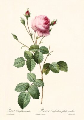 Graphique botanique de la rose rose rétro