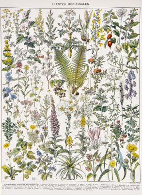 Poster  Graphique botanique de plantes médicinales