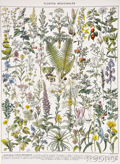 Poster  Graphique botanique de plantes médicinales