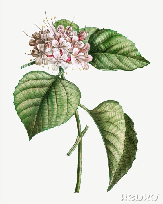 Poster  Graphique botanique en couleurs avec une fleur asiatique