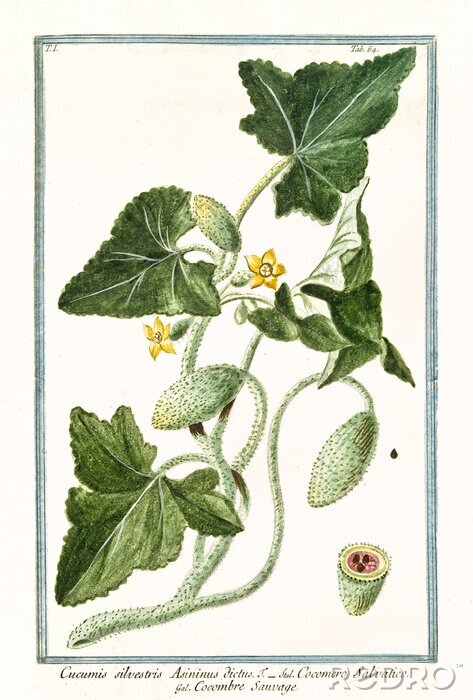 Poster  Graphique d'un atlas botanique encadré